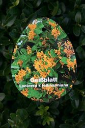 Geißblatt tellmaniana / Gold-Geißschlinge, Lonicera tellmanniana