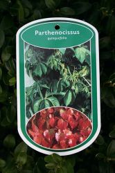 Wilderwein / Wilder Wein, Parthenocissus quinquefolia