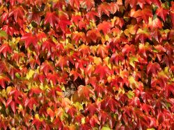 Jungfernrebe / Selbstklimmer / Dreilappige Jungfernrebe 'Veitchii' - Parthenocissus tricuspidata 'Veitchii'