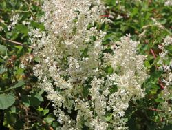Kn�terich / Schlingkn�terich, 60-100 cm, Polygonum aubertii, Containerware