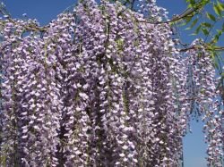 Gro�er Blauregen, Edelblauregen, Glyzine - Wisteria floribunda 'Macrobotrys'