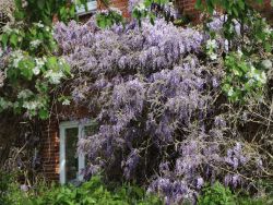 Blauregen / Glyzine / Wisterie / Chinesischer Blauregen, 60-100 cm