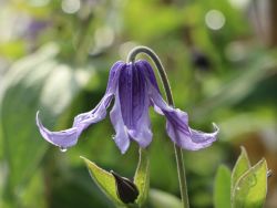 Clematis integrifolia, 40-60 cm, Clematis integrifolia, Containerware