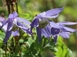 Baumschule Horstmann: Clematis macropetala, 60-100 cm, Clematis macropetala, Containerware