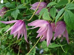 Clematis 'Markham's Pink' - Clematis macropetala 'Markham's Pink'
