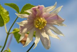 Clematis 'Rosy O' Grady', 60-100 cm, Clematis macropetala 'Rosy O' Grady'