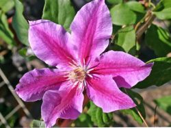 Gemischte Klematis in Sorten und Farben
