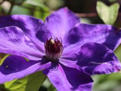 Clematis `Elsa Späth` / Clematis `Xerces`, 60-100 cm, Containerware Clematis `Elsa Späth` / Clematis `Xerces`, 60-100 cm, Containerware