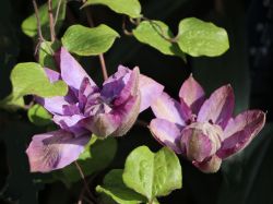 Clematis `Vyvyan Pennell`, 60-100 cm, Clematis `Vyvyan Pennell`, Containerware Clematis `Vyvyan Pennell`, 60-100 cm, Clematis `Vyvyan Pennell`, Containerware