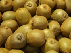 Baumschule Horstmann: Kiwi Hayward weiblich, 60-100 cm, Actinidia chinensis Hayward, Containerware