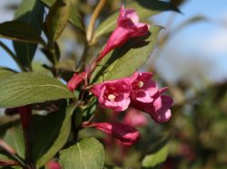 Baumschule Horstmann: Weigelie Victoria, 60-100 cm, Weigela florida Victoria, Containerware