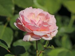 Beetrose 'Ballade' � - Rosa 'Ballade' �