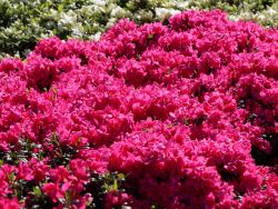 Japanische Azalee `Melina`, Rhododendron obtusum `Melina`