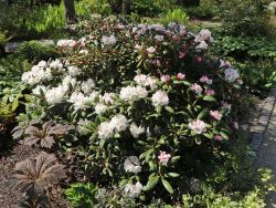 Rhododendron `Hydon Velvet`, Rhododendron bureavii `Hydon Velvet`