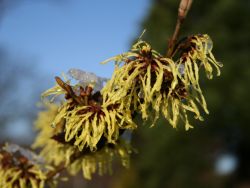 Zaubernuß `Pallida` / Lichtmess Zaubernuss, 60-80 cm, Containerware