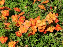 Fingerstrauch 'Red Ace' - Potentilla fruticosa 'Red Ace'
