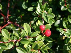 Teppichmispel / Kriechmispel 'Eichholz' - Cotonaster dammeri 'Eichholz'