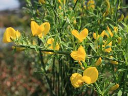 Baumschule Horstmann: Ginster purgans, 30-40 cm, Cytisus purgans, Containerware