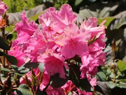 Rhododendron `August Lamken`, 80-90 cm, Containerware