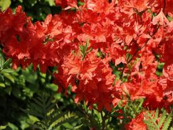 Rhododendron Feuerwerk