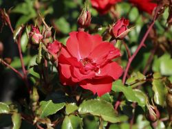 Beetrose `La Sevillana` �, Rosa `La Sevillana` �, Containerware