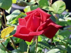 Edelrose 'Burgund 81' � - Rosa 'Burgund 81' �