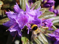 Rhododendron russatum `Gletschernacht`, 30-40 cm, Topfpflanzen