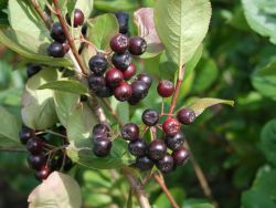 Kahle Apfelbeere / Schwarze Apfelbeere - Aronia melanocarpa