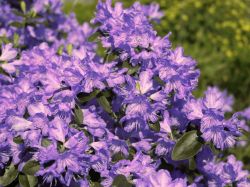 Rhododendron `Azurwolke`, 30-40 cm, Containerpflanzen