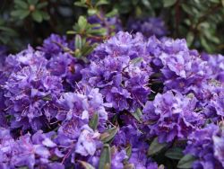 Rhododendron 'Azurika' - Rhododendron impeditum 'Azurika'
