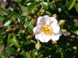Bodendeckerrose 'Immensee' � - Rosa 'Immensee' �