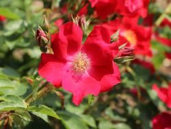 Rote Max Graf �, Bodendeckerrose, Topfballen