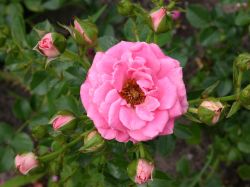 Zwergk�nigin 82 �, Rosa `Zwergk�nigin 82` �, Containerrosen