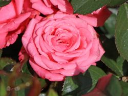 Beetrose `Bella Rosa` �, Rosa `Bella Rosa` �, Containerware