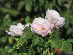 Beetrose 'Schneekoppe' - Rosa 'Schneekoppe'
