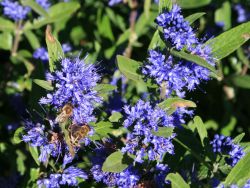 Bartblume 'Kew Blue' - Caryopteris clandonensis 'Kew Blue'