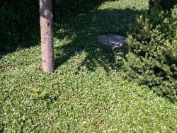 Teppichmispel, Cotoneaster dammeri `Cardinal`, 20-30 cm, Topfware