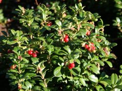 Preiselbeere `Koralle`, 15-20 cm, Vaccinium vitis-idaea `Koralle`, Containerware