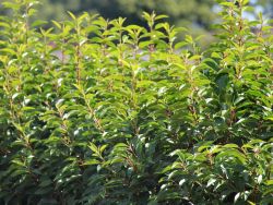 Portugiesische Lorbeerkirsche, 40-60 cm, Prunus lusitanica, Containerware
