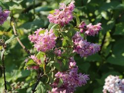 Deutzie / Sternchenstrauch 'Tourbillon Rouge' - Neuheit! - Deutzia magnifica 'Tourbillon Rouge'