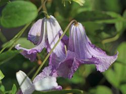 Clematis Betty Corning Foto Horstmann