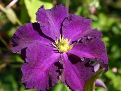 Clematis `Viola`, 60-100 cm, Clematis `Viola`, Containerware Clematis `Viola`, 60-100 cm, Clematis `Viola`, Containerware