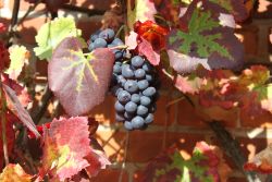 Weintraube 'Regent' - Vitis 'Regent'
