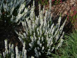 Besenheide / Sommerheide Calluna vulgaris 'Alicia' -S-, 10-15 cm