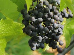 Weintraube 'K�nigliche Esther' � - Vitis 'K�nigliche Esther' �