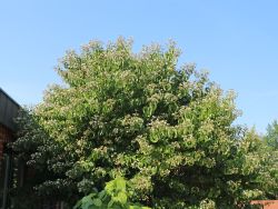 Sieben-S�hne-des-Himmels-Strauch - Heptacodium miconioides