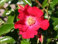 Bodendeckerrose `Sommerabend` �, Rosa `Sommerabend` �, Containerware