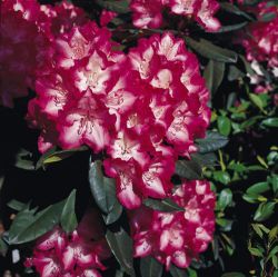 Rhododendron `Eruption`, Rhododendron Hybride `Eruption` Rhododendron `Eruption`, Rhododendron Hybride `Eruption`