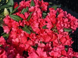 Rhododendron `Florkissen`, Rhododendron yakushimanum `Florkissen`