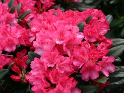 Rhododendron `Kerstine`, Rhododendron yakushimanum `Kerstine`